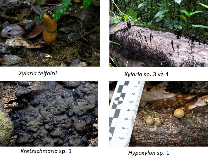 Đa dạng khu hệ nấm Vườn quốc gia Bidoup - Núi Bà, tỉnh Lâm Đồng 